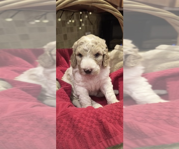 Medium Photo #9 Goldendoodle Puppy For Sale in HOUSEVILLE, NY, USA