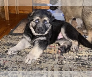 German Shepherd Dog Puppy for sale in COTTAGEVILLE, SC, USA
