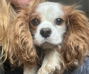 Father of the Cavalier King Charles Spaniel puppies born on 05/05/2026