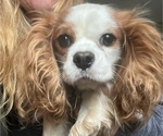 Small Photo #1 Cavalier King Charles Spaniel Puppy For Sale in BALSAM LAKE, WI, USA