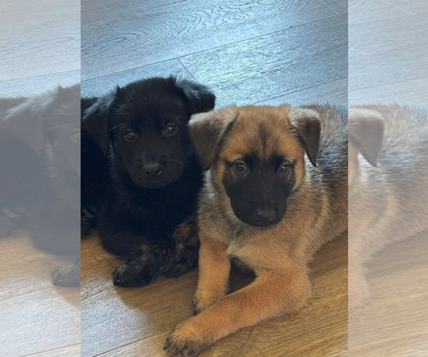 Medium Photo #3 Mutt Puppy For Sale in Germantown, OH, USA