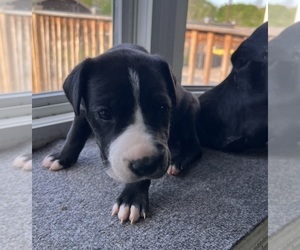 Medium Great Dane