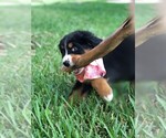 Small Photo #3 Bernese Mountain Dog Puppy For Sale in FLEMING ISLAND, FL, USA