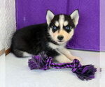 Small Photo #8 Siberian Husky Puppy For Sale in MOUNT AYR, IA, USA
