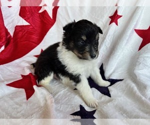 Shetland Sheepdog Puppy for sale in KINGSPORT, TN, USA
