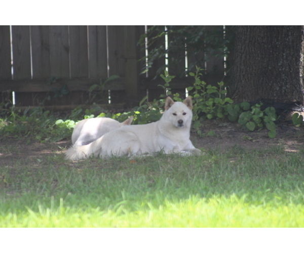 Medium Photo #2 Shiba Inu Puppy For Sale in VIRGINIA BCH, VA, USA