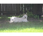 Small Photo #2 Shiba Inu Puppy For Sale in VIRGINIA BCH, VA, USA