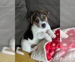 Small #1 Jack Russell Terrier