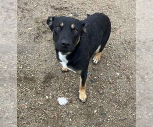 Gerberian Shepsky Dogs for adoption in Princeton, MN, USA