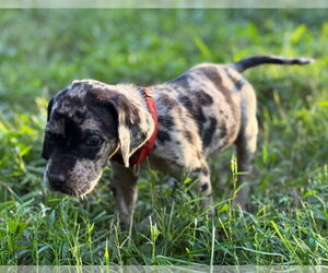 Great Dane-Redbone Coonhound Mix Dogs for adoption in Forest, VA, USA