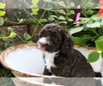 Puppy 3 Cocker Spaniel-Poodle (Miniature) Mix