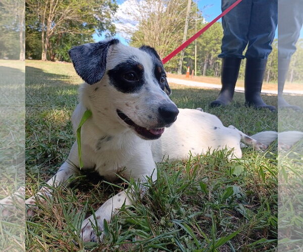 Medium Photo #1 Mutt Puppy For Sale in Yardley, PA, USA
