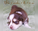 Small Photo #40 Pomsky Puppy For Sale in RAMONA, CA, USA