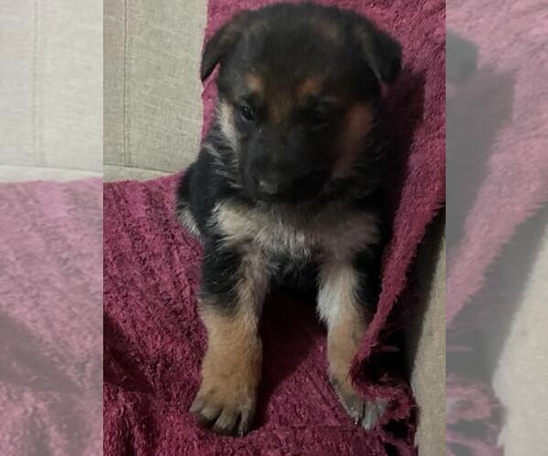 Medium Photo #5 German Shepherd Dog Puppy For Sale in GREENWOOD, WI, USA