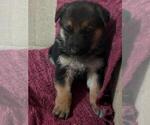 Small #4 German Shepherd Dog