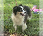 Small #3 Australian Shepherd