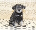Small #3 Schnauzer (Miniature)