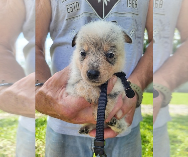 Medium Photo #5 Australian Cattle Dog Puppy For Sale in FERRUM, VA, USA