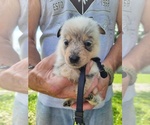 Small #4 Australian Cattle Dog