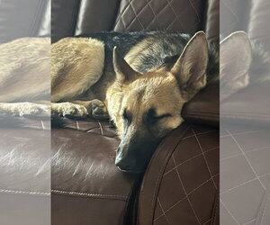 Tequila - Female German Shepherd Dog-Unknown Mix Dog for Adoption - Photo #3