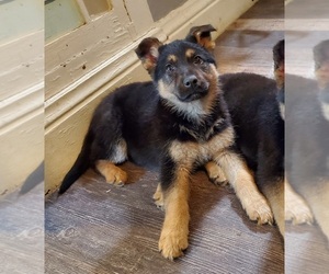 German Shepherd Dog Puppy for sale in GOSHEN, IN, USA