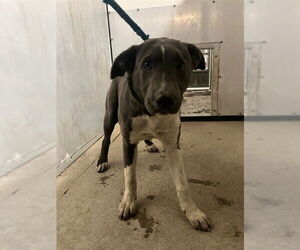 Mutt Dogs for adoption in Stockton, CA, USA