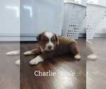 Puppy Charlie Miniature Australian Shepherd