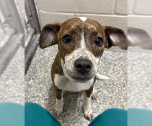 Feist Terrier-Jack Russell Terrier Mix Dogs for adoption in Oakhurst, NJ, USA