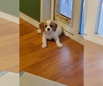Small Photo #1 Cavanese Puppy For Sale in ALSEA, OR, USA