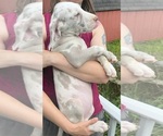 Small Photo #83 Great Dane Puppy For Sale in SPRAGGS, PA, USA