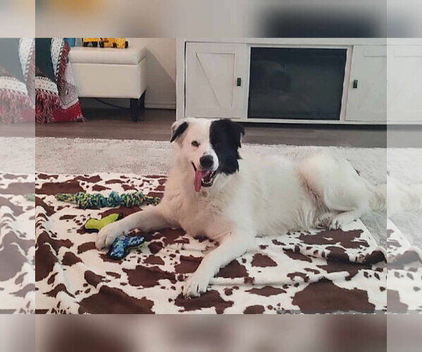 Medium Photo #43 Aussie Pyrenees Puppy For Sale in Houston, TX, USA