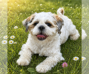 Shih Tzu Dogs for adoption in Cranford, NJ, USA