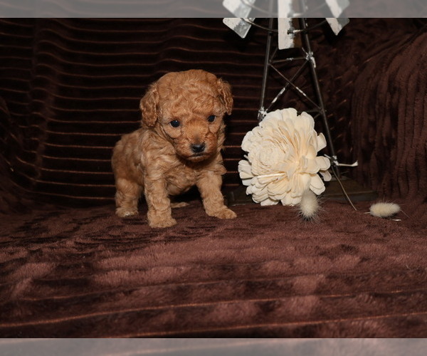 Medium Photo #4 Poodle (Toy) Puppy For Sale in GIRARD, KS, USA