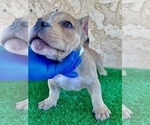 Small Photo #3 American Bully Puppy For Sale in FULLERTON, CA, USA