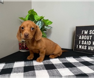 Dachshund Dog for Adoption in INDIANAPOLIS, Indiana USA