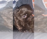 Puppy 2 Shih Tzu