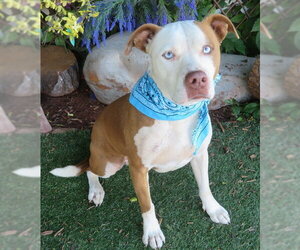 Mutt Dogs for adoption in Oklahoma City, OK, USA