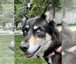 Small #2 Siberian Husky Mix