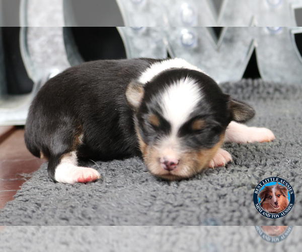 Medium Photo #4 Miniature Australian Shepherd Puppy For Sale in GRANBURY, TX, USA