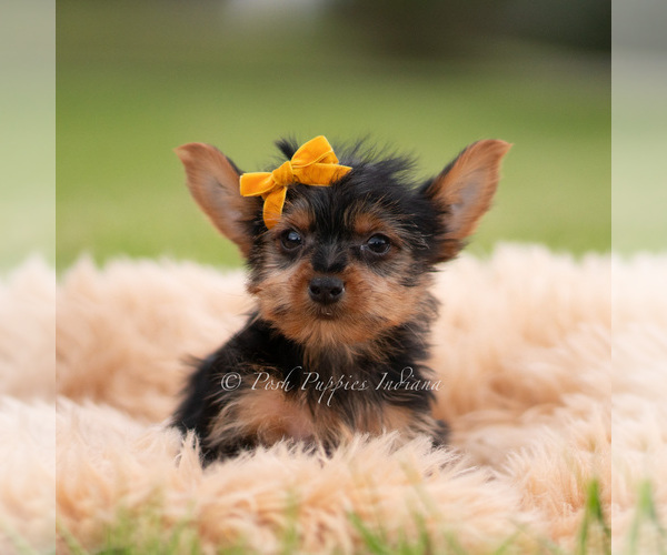 Medium Photo #37 Yorkshire Terrier Puppy For Sale in WARSAW, IN, USA