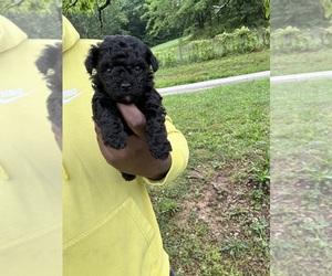 Medium YorkiePoo