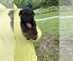 Puppy Cleo YorkiePoo