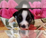 Small Photo #3 Miniature Australian Shepherd Puppy For Sale in SEQUIM, WA, USA