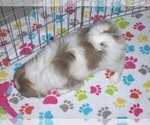 Small Photo #2 Japanese Chin Puppy For Sale in ORO VALLEY, AZ, USA