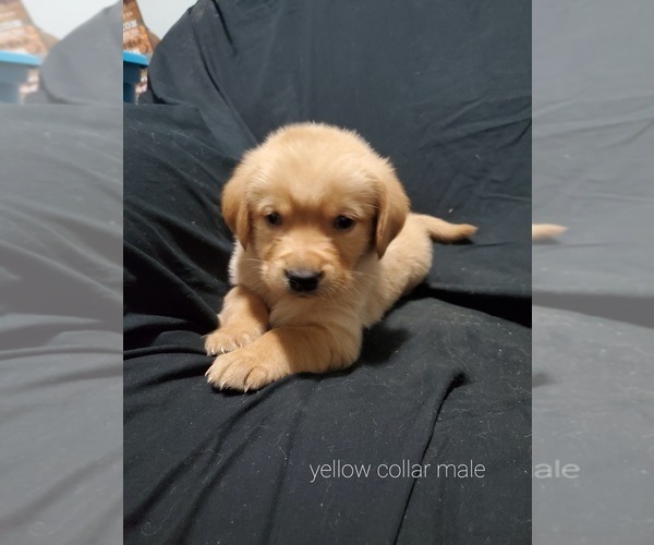 Medium Photo #1 Golden Labrador Puppy For Sale in BENTON, IL, USA