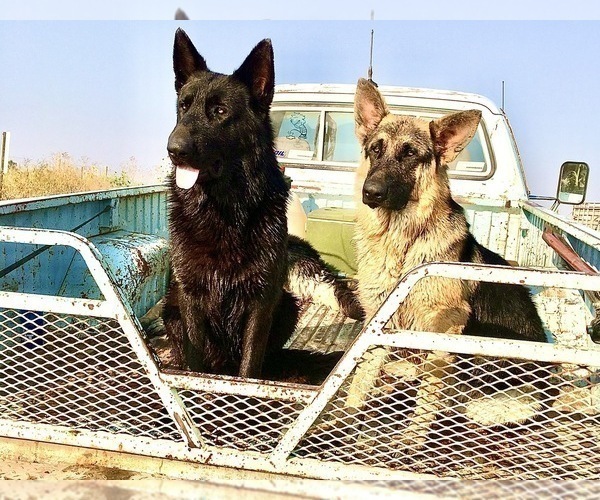 Medium Photo #38 German Shepherd Dog Puppy For Sale in BRIGHTON, CO, USA