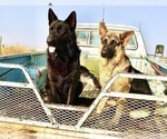 Small #37 German Shepherd Dog