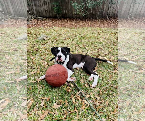 Medium Photo #7 Mutt Puppy For Sale in  Gainesville, FL, USA