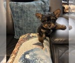 Small #7 Yorkshire Terrier