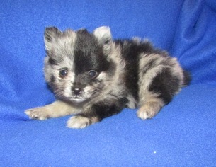 Medium Pomeranian